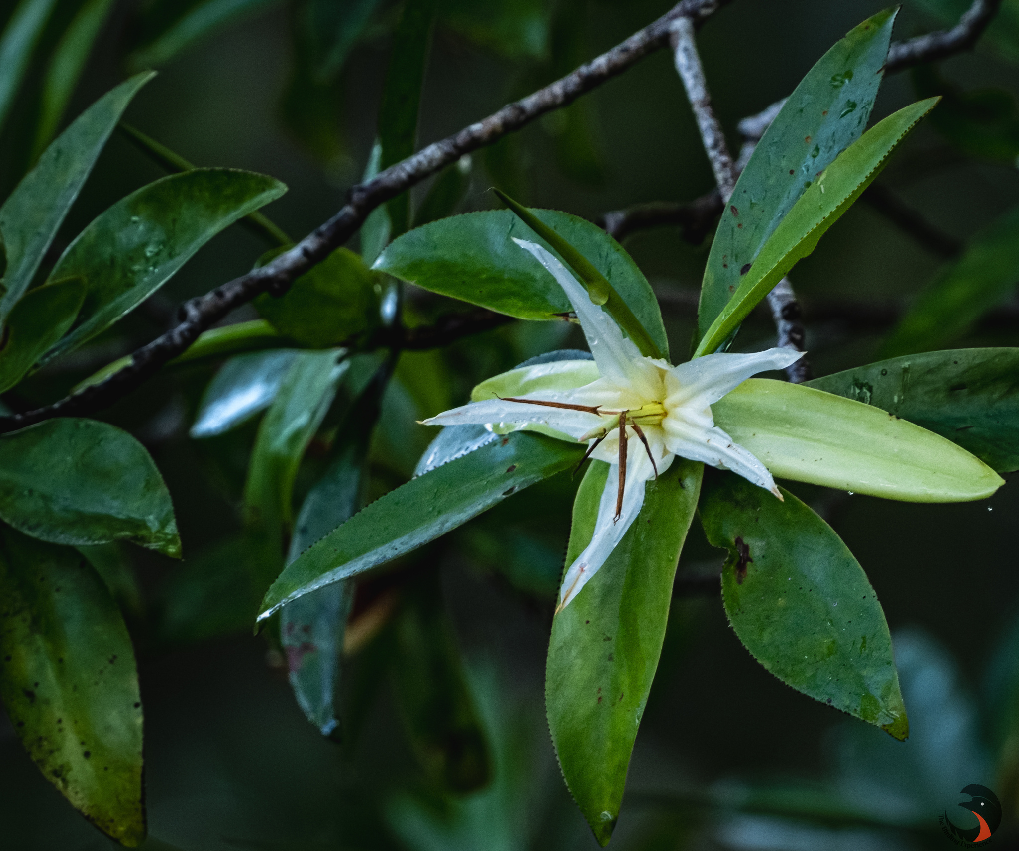 Tetrameristaceae