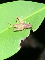 Mogoplistidae