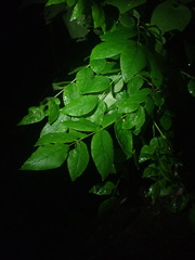 Zanthoxylum americanum