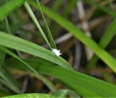 Cryptolaemus