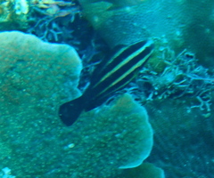 Chlorurus microrhinos