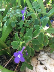 Streptocarpus saxorum