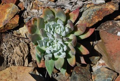 Dudleya albiflora