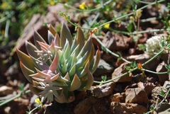 Dudleya albiflora