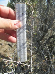 Purshia tridentata