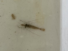 Palaemon macrodactylus