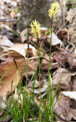 Carex pensylvanica