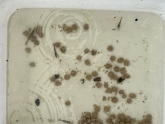 Palaemon macrodactylus