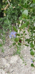 Ceanothus leucodermis