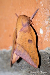 Adeloneivaia apicalis