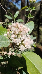 Ageratina glabrata