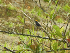 Tachyphonus delatrii