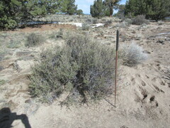 Purshia tridentata