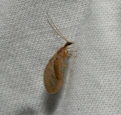 Hemerobius