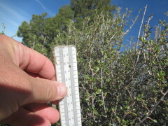 Purshia tridentata
