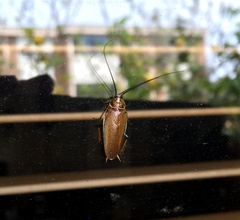 Pseudophyllodromiinae