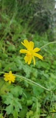 Ranunculus californicus