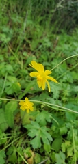 Ranunculus californicus