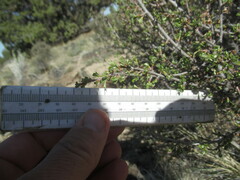 Purshia tridentata