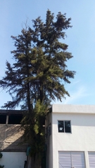 Casuarina equisetifolia