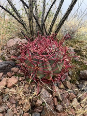 Ferocactus emoryi