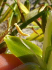 Albuca flaccida