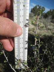 Purshia tridentata