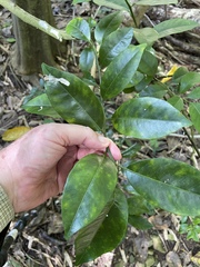 Citrus deliciosa