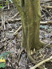 Citrus deliciosa