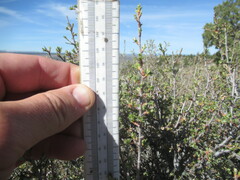 Purshia tridentata