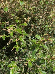 Pomaderris paniculosa