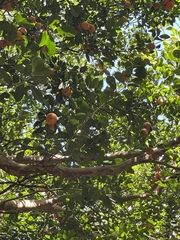 Citrus deliciosa