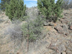 Purshia tridentata