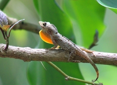 Anolis stratulus