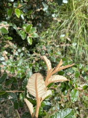 Pomaderris paniculosa