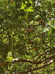Citrus deliciosa