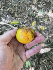 Citrus deliciosa