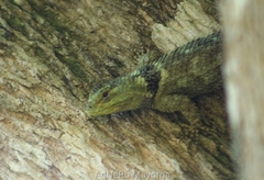 Sceloporus