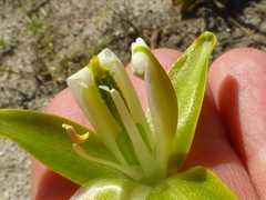 Albuca flaccida