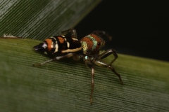 Cosmophasis micarioides