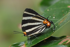 Panthiades bathildis