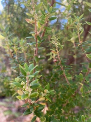 Monotoca glauca