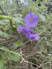 Solanum xanti