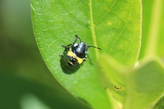 Glaucias amyoti