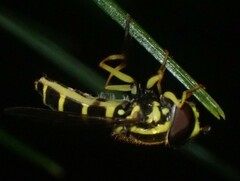 Xanthogramma flavipes