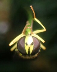 Xanthogramma flavipes