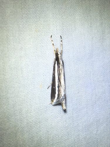 Reed-boring Crambid Moth photo 5