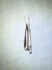 Carectocultus perstrialis