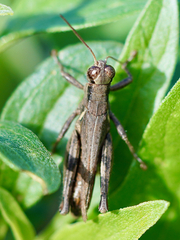 Melanoplus cinereus