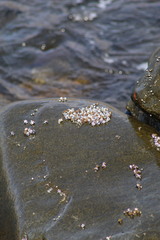 Echinolittorina peruviana